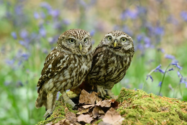 close-up portrait of owls perching on rock