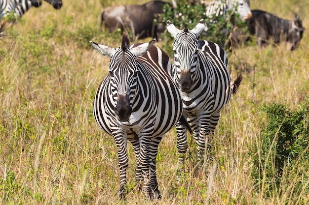 Close up on portrait of a pair of zebras