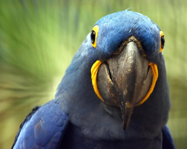 Close-up portrait of a parrot