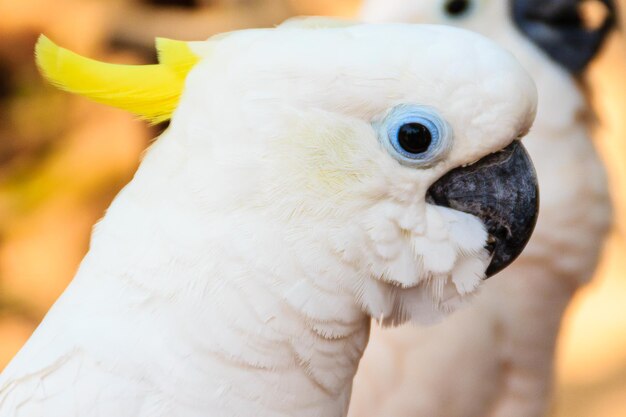 Close-up portrait of parrot