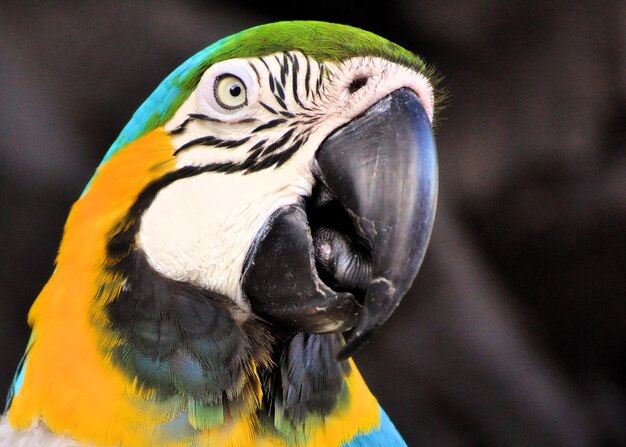 Photo close-up portrait of parrot