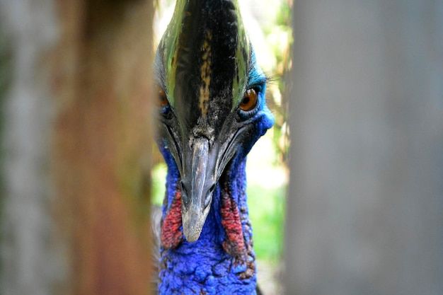 Photo close-up portrait of peacock