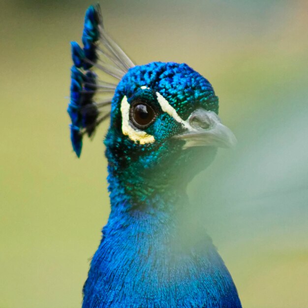 Foto ritratto di un pavone in primo piano