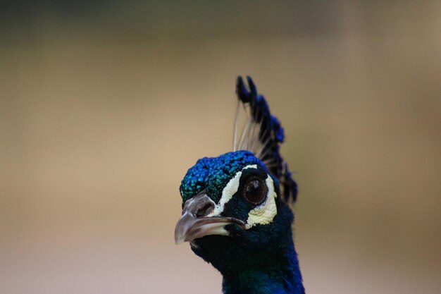 Photo close-up portrait of a peacock