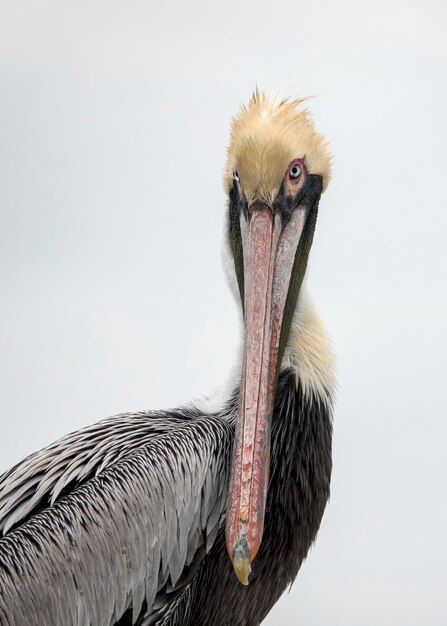 Photo close-up portrait of a pelican over white background