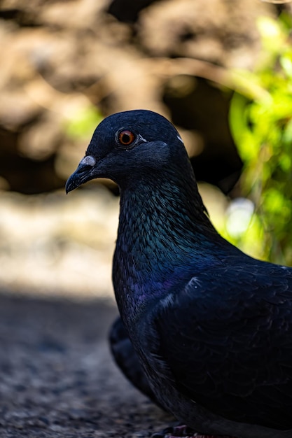 Close up Portrait of pigeon with blurred background