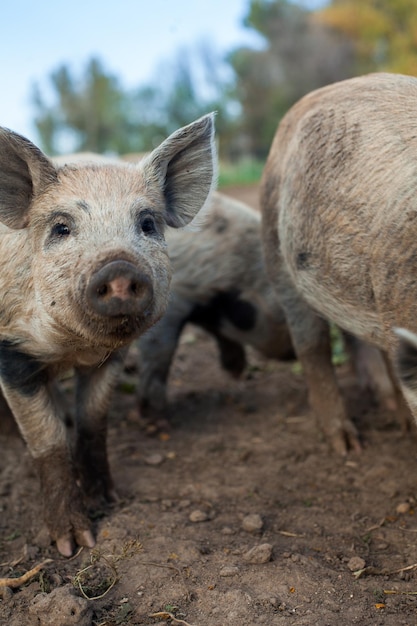 Photo close-up portrait of pigs