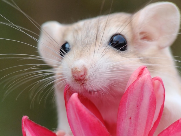 Close-up of portrait of pink flower