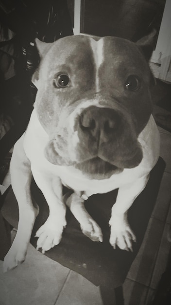 Photo close-up portrait of pit bull terrier sitting on chair