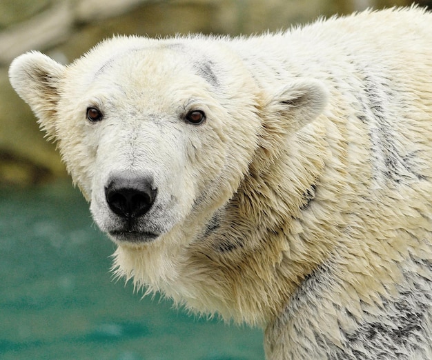 Foto ritratto ravvicinato dell'orso polare