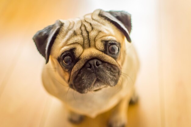 Photo close-up portrait of pug