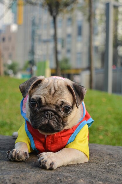 Close-up portrait of pug