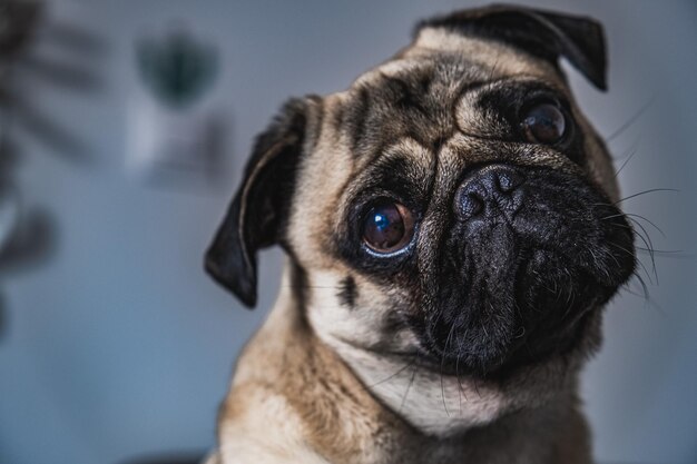 Photo close-up portrait of pug