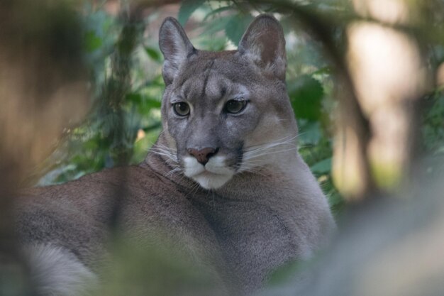 Photo close-up portrait of a puma