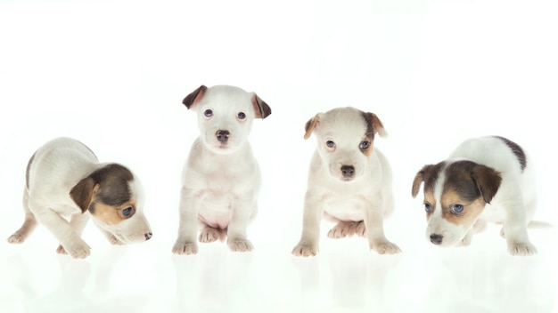 Photo close-up portrait of puppies against white background