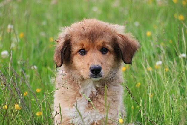 Photo close-up portrait of puppy on grass