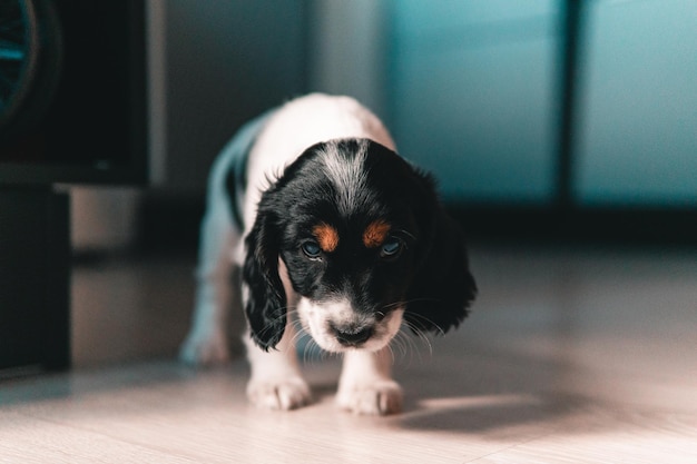 Close-up portrait of puppy at home