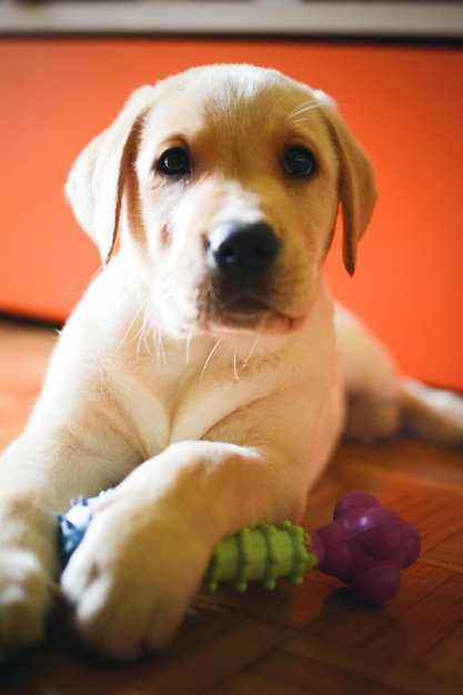 家に座っている子犬のクローズアップ肖像画