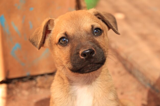 Close-up portrait of puppy