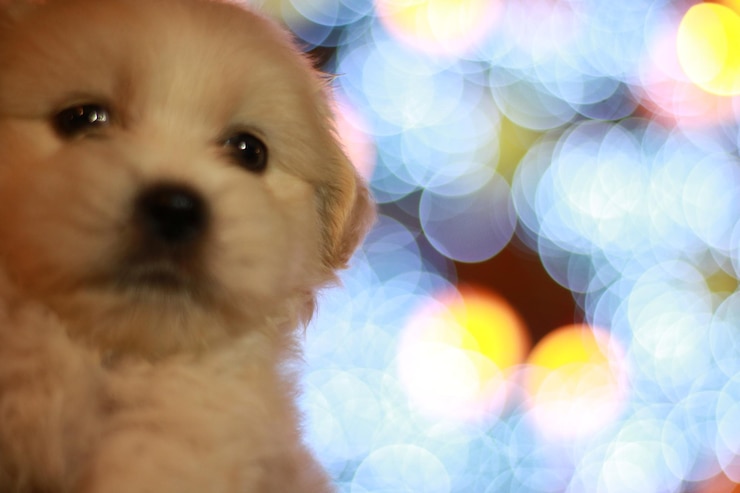 Photo close-up portrait of puppy