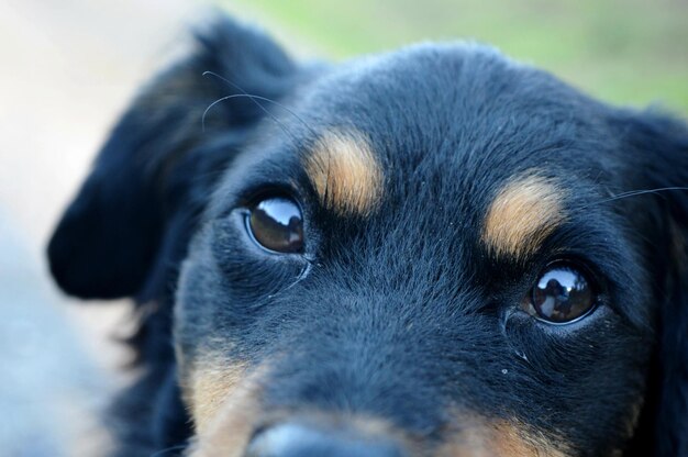 Foto ritratto ravvicinato di un cucciolo