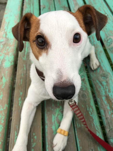 Foto ritratto ravvicinato di un cucciolo