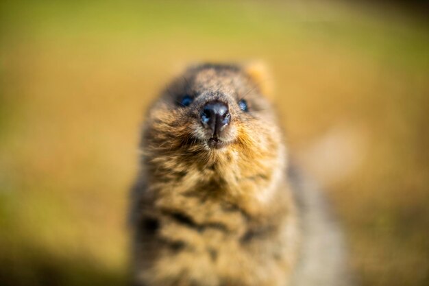 Foto ritratto ravvicinato di quokka all'aperto