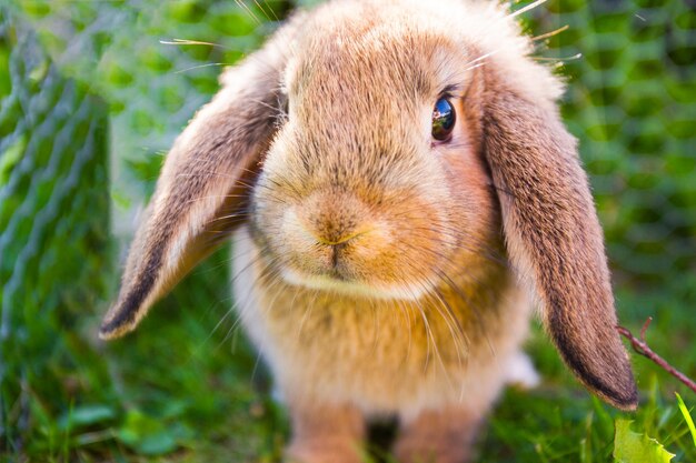 Foto ritratto da vicino di un coniglio sul campo