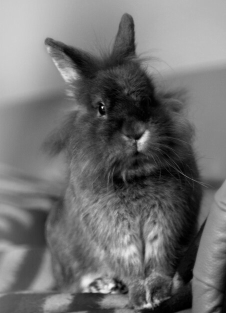 Photo close-up portrait of rabbit sitting on couch at home