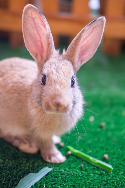 Close-up portrait of a rabbit