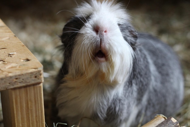 Photo close-up portrait of a rabbit