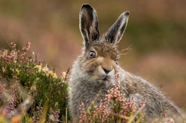 Photo close-up portrait of rabbit