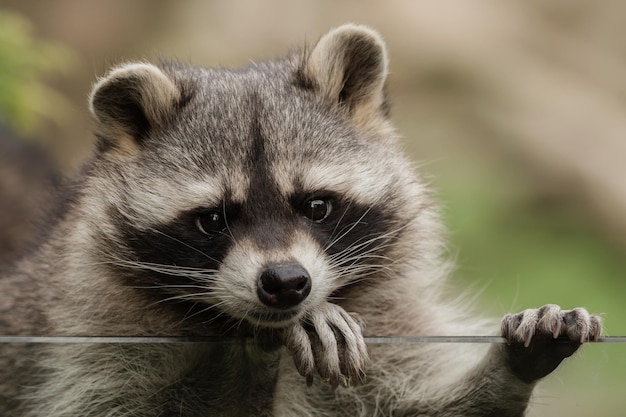 Photo close-up portrait of raccoon