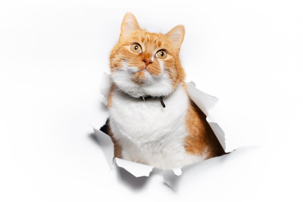 Крупным планом портрет рыжего кота через отверстие в белой рваной бумаге