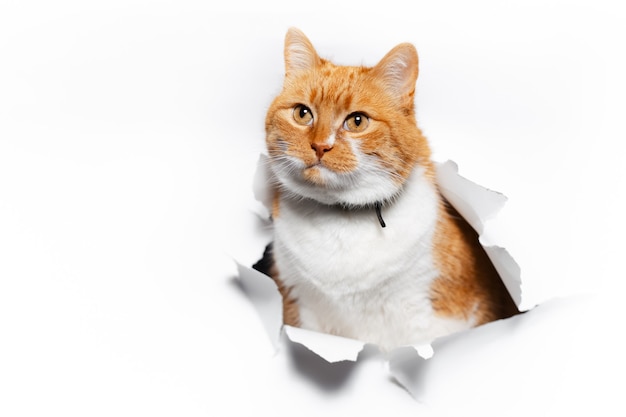 Close up portrait of red cat through white torn paper hole