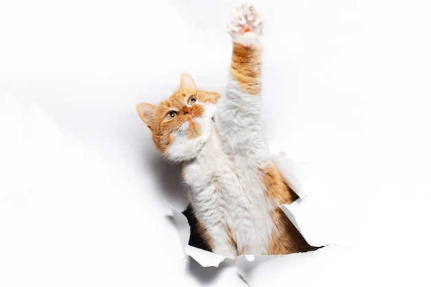 Close up portrait of red cat through white torn paper hole