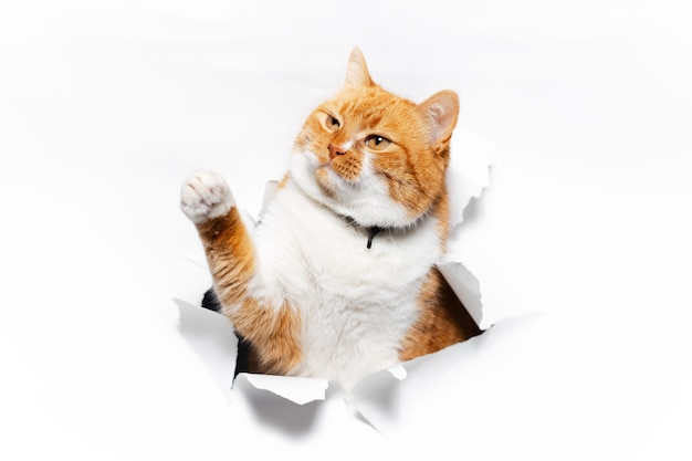 Close up portrait of red cat through white torn paper hole