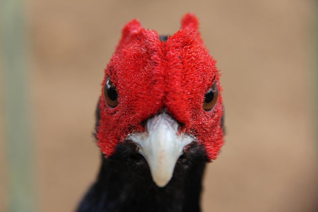 Foto ritratto da vicino dell'anatra rossa