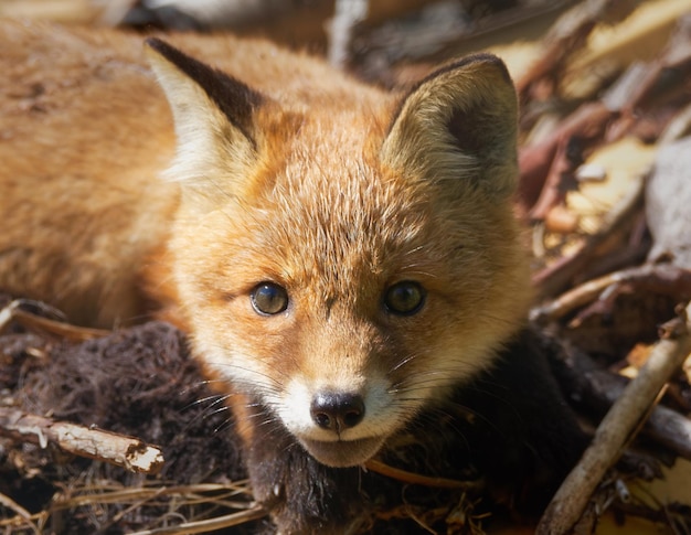 Photo close-up portrait of red fox relaxing on field