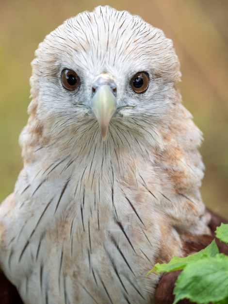 Photo close up portrait of a red hawk has a reddish-brown color except the head and chest are white.