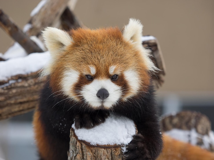 Photo 雪の上にある赤いパンダのクローズアップ肖像画