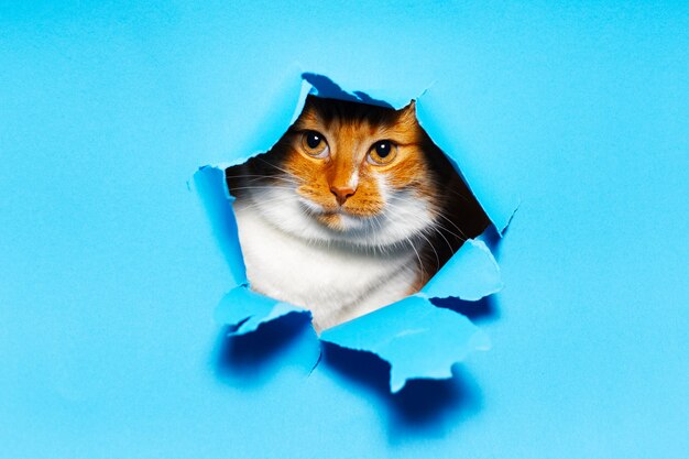 파란색 찢어진 된 종이 구멍을 통해 빨간색 흰색 고양이의 초상화를 닫습니다