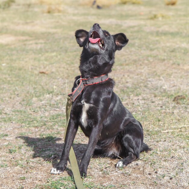 Foto ritratto ravvicinato di un cane salvato da un rifugio per cani in serbia scattato durante le normali attività quotidiane per i cani salvati dal rifugio il cane è alla sua passeggiata quotidiana al guinzaglio come parte dell'addestramento all'obbedienza