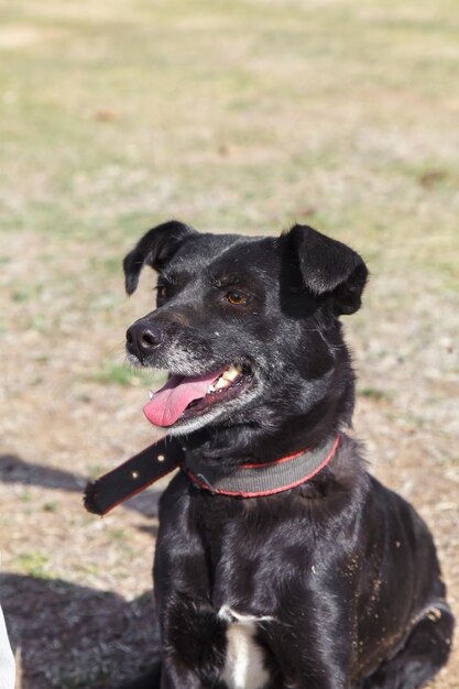 Close up portrait of rescued dog from dogs shelter in Serbia taken during regular daily activities for rescued dogs from shelter Dog is on his daily walk on leash as part of the obedience training