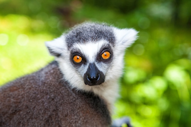 ワオキツネザル、Lemur Catta のクローズ アップの肖像画