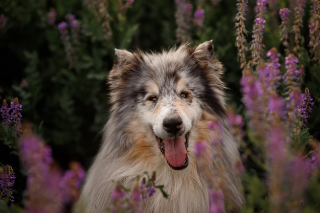 Close-up portrait of Rough Collie in wild flowers