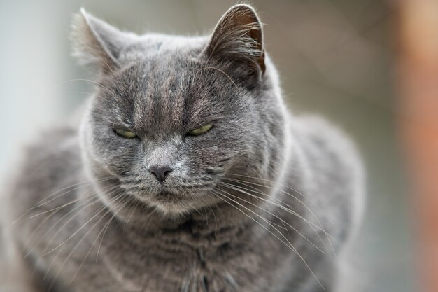 Photo close up portrait of serious grey furry cat