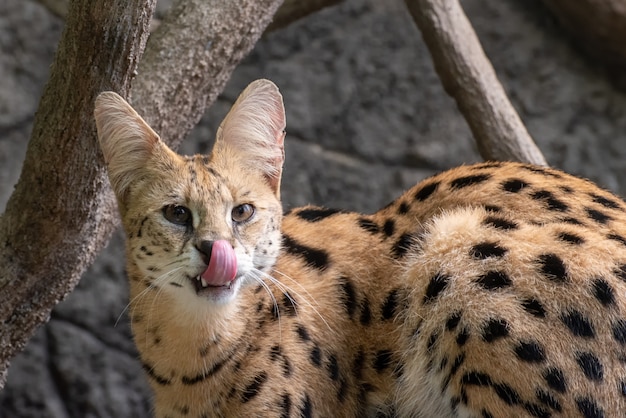 Close up portrait of a serval cat predator