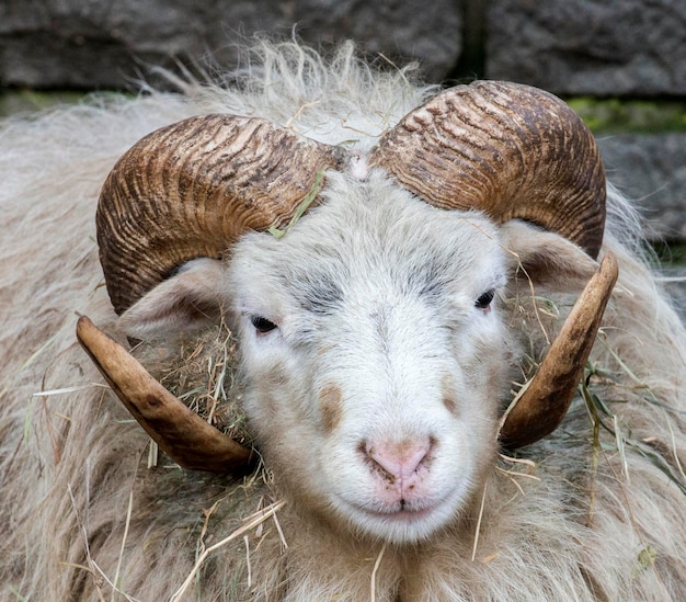 Photo close-up portrait of a sheep