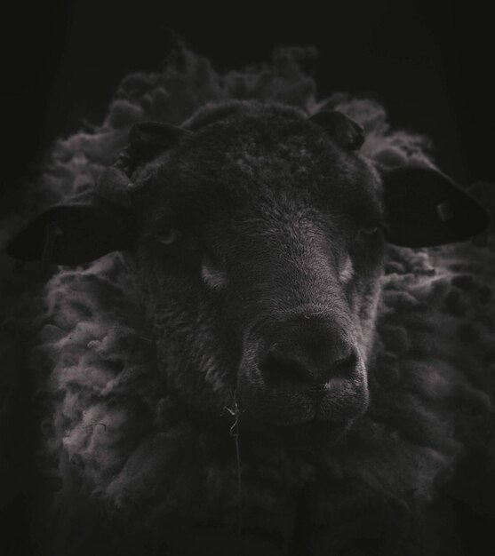 Foto ritratto ravvicinato di pecore
